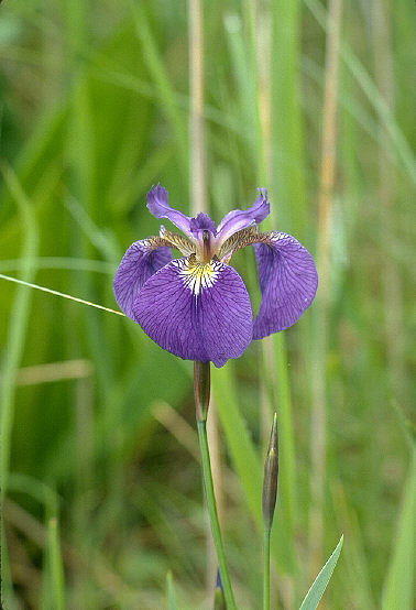 qIEMA